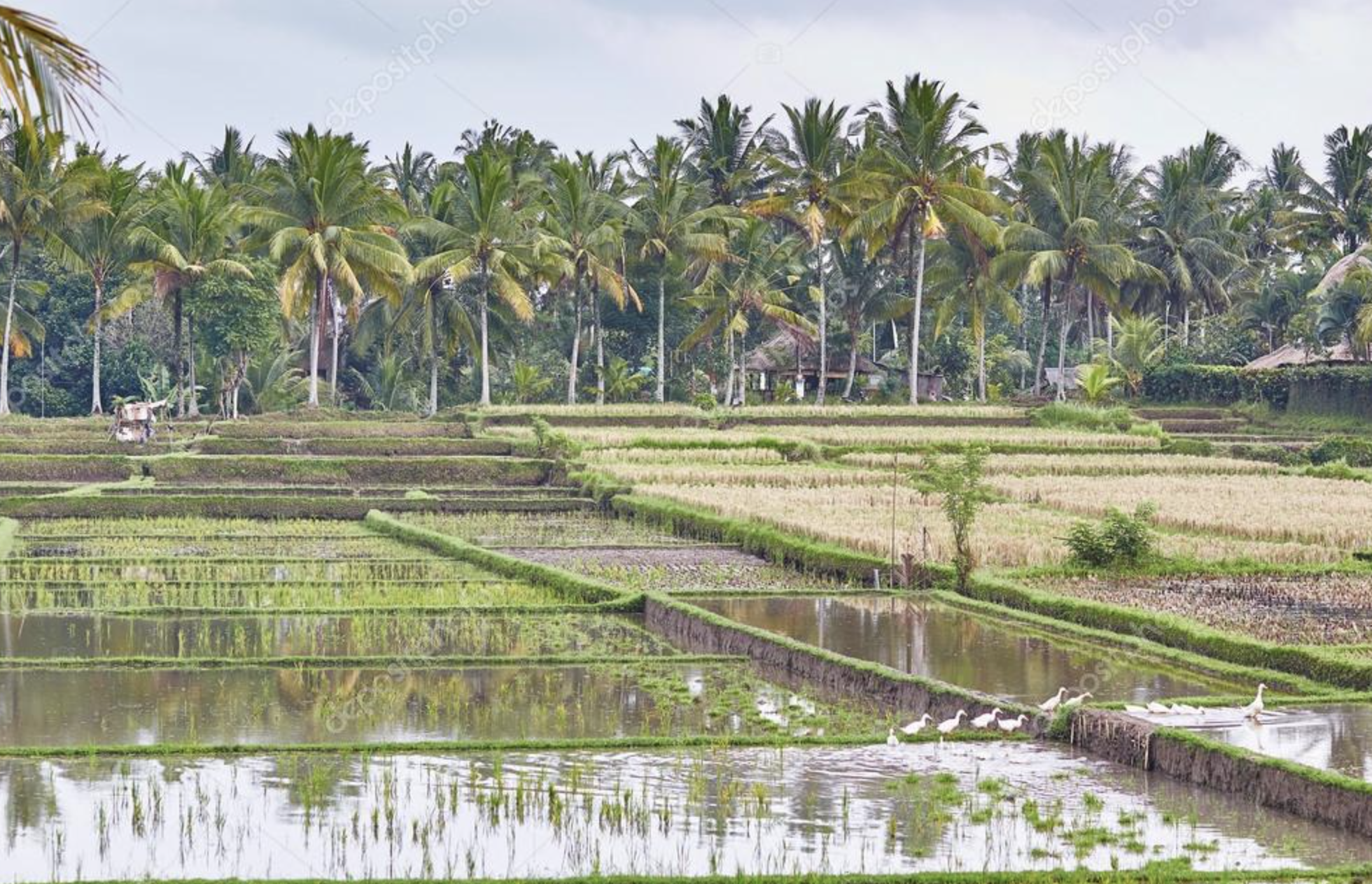 Meaningful Things to Do in Ubud Beyond the Surface