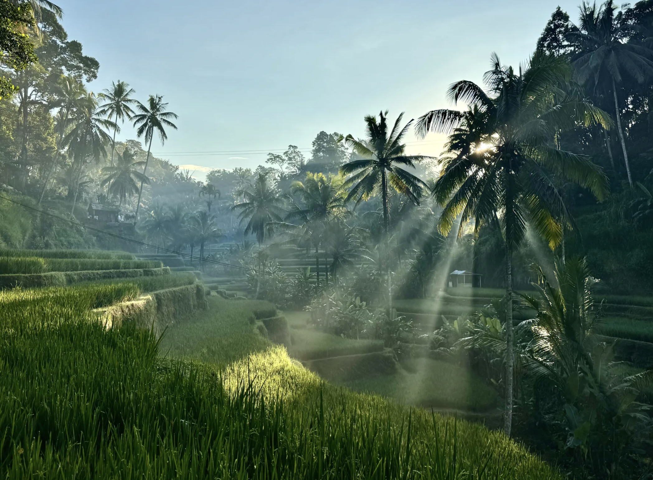 Essential Travel Tips for Visiting Ubud